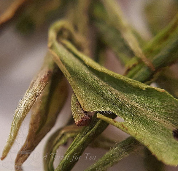 Extreme zoom of Anji Bai Cha 2017 1st Flush Whole Leaf Chinese Green Tea